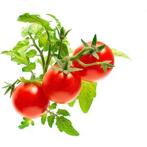 Click and Grow mini rajčata kapsle se semínky a substrátem 3ks