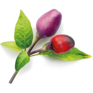 Click and Grow fialové chilli kapsle se semínky a substrátem 3ks